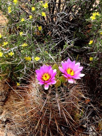 MoabFlowers (1094)